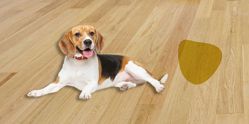 how-to-protect-wood-floors-from-dog-urine-most-effective-way