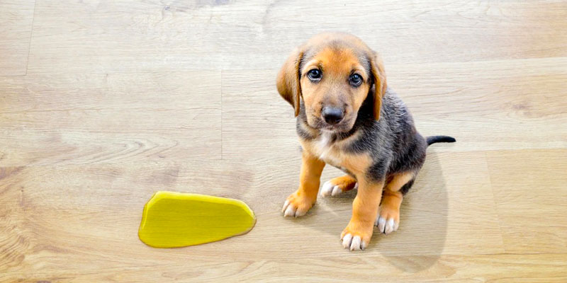 best-cleaner-for-dog-urine-on-hardwood-floors-effective-guide