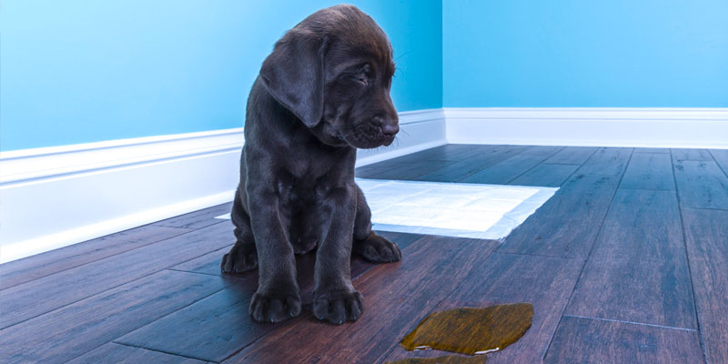 how-to-get-pet-urine-out-of-hardwood-floors-complete-natural-guide