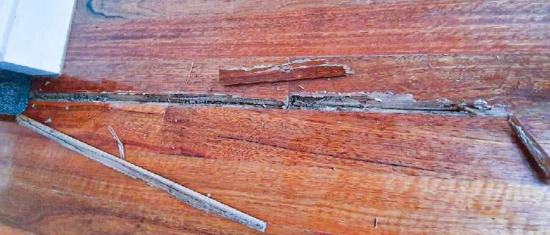 The Common Causes of Termite Infestations on Hardwood Floors