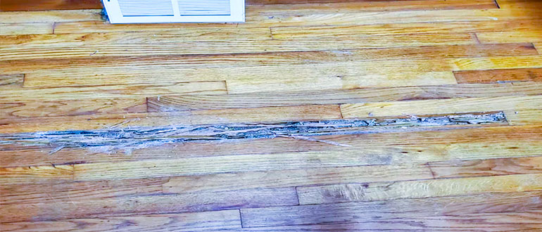 Understanding The Dangers of Termite Infestations on Hardwood Floors